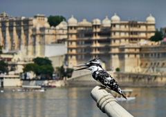 King Fisher in Indien (optimiert)