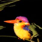 King Fisher - Kinabatangan River Borneo / Sabbah