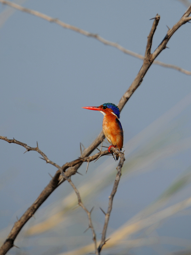 King fisher perché à l'observation.