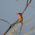 King fisher perché à l'observation.