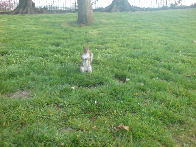 king george park (london)