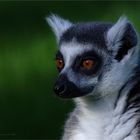 King Julian