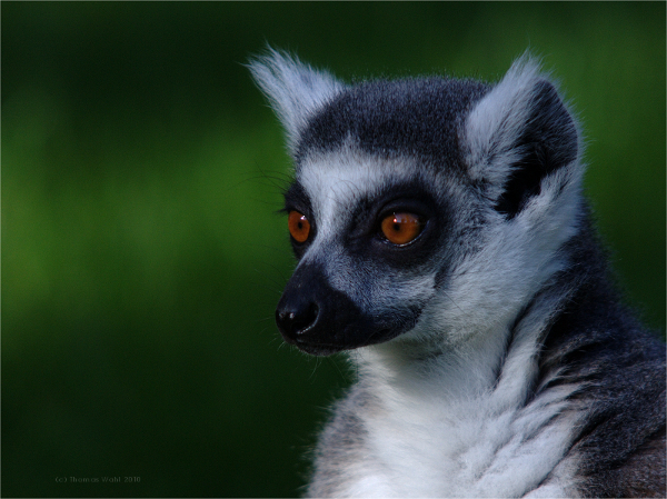 King Julian