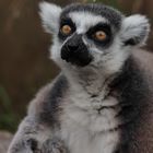 King Julien