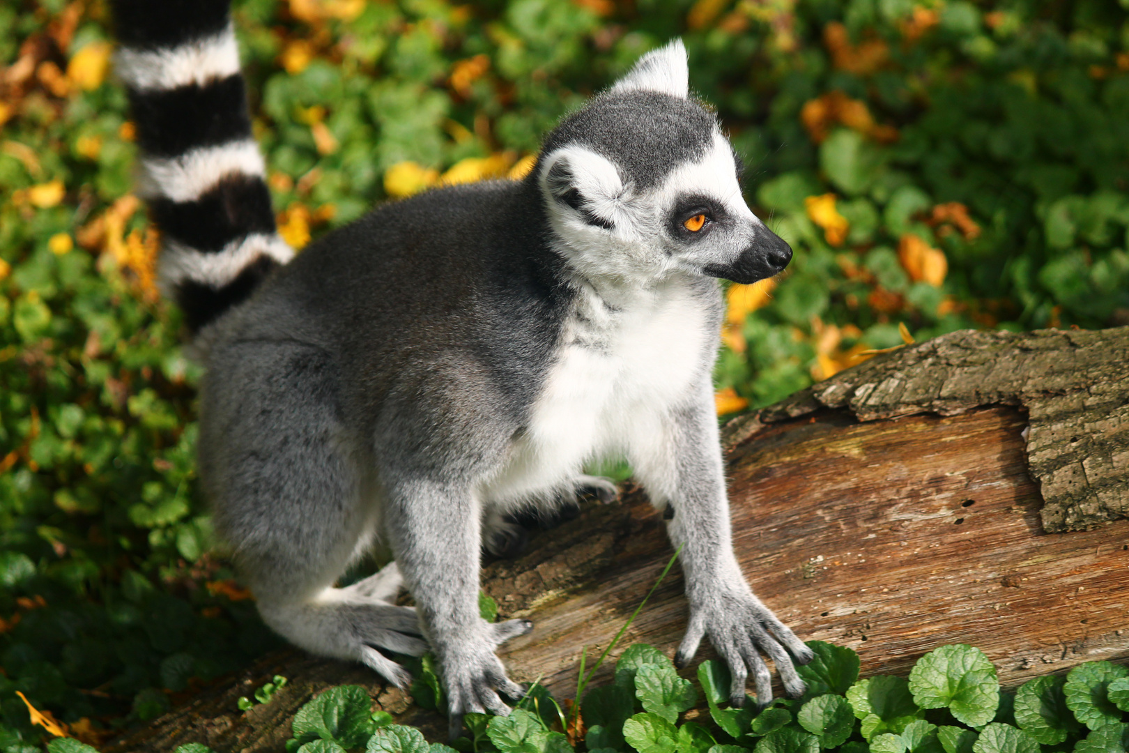 King Julien