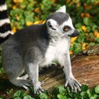 King Julien