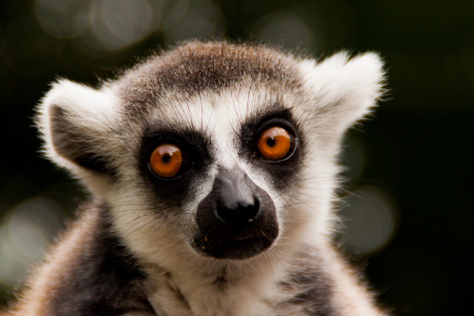 King Julien?!