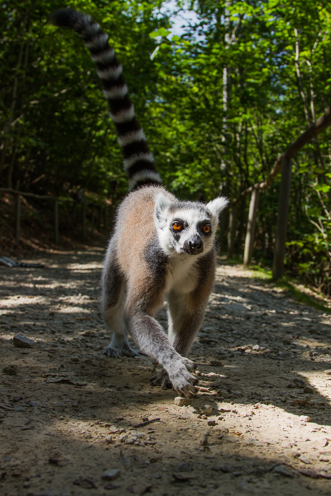 King Julien Tier King Julien Tier