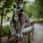 King Julien - König der Kattas