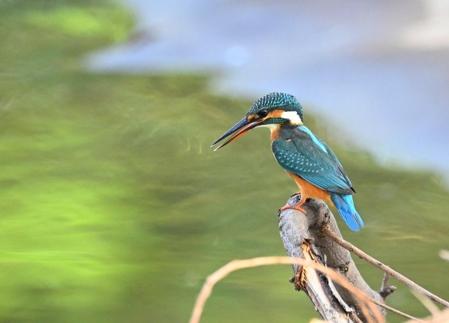 King, Kingfisher der kleine König