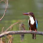 King, Kingfisher der kleine König