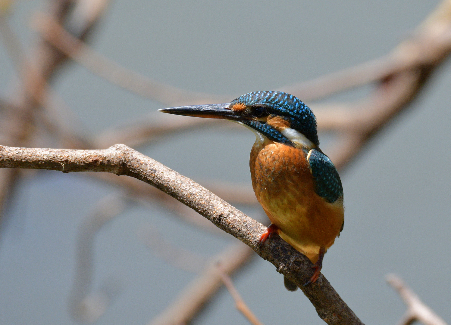 King, Kingfisher der kleine König