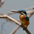 King, Kingfisher der kleine König