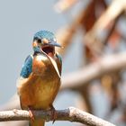 King, Kingfisher der kleine König