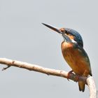 King, Kingfisher der kleine König