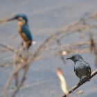 King, Kingfisher der kleine König