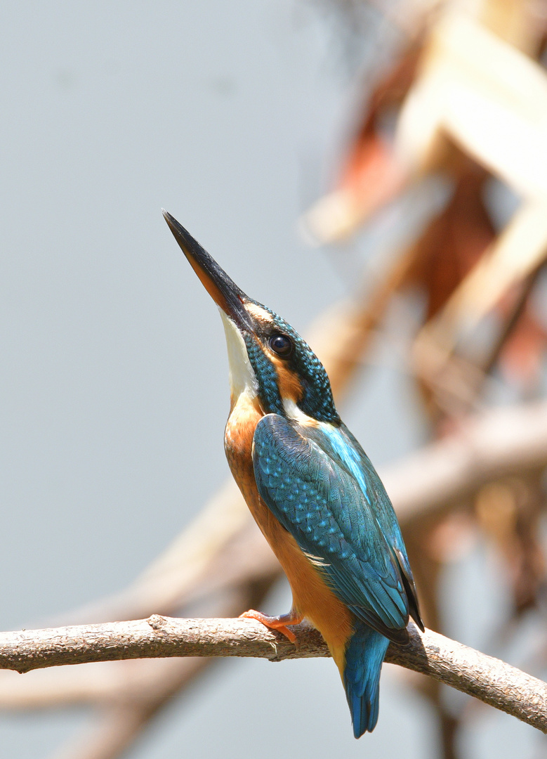 King, Kingfisher der kleine König