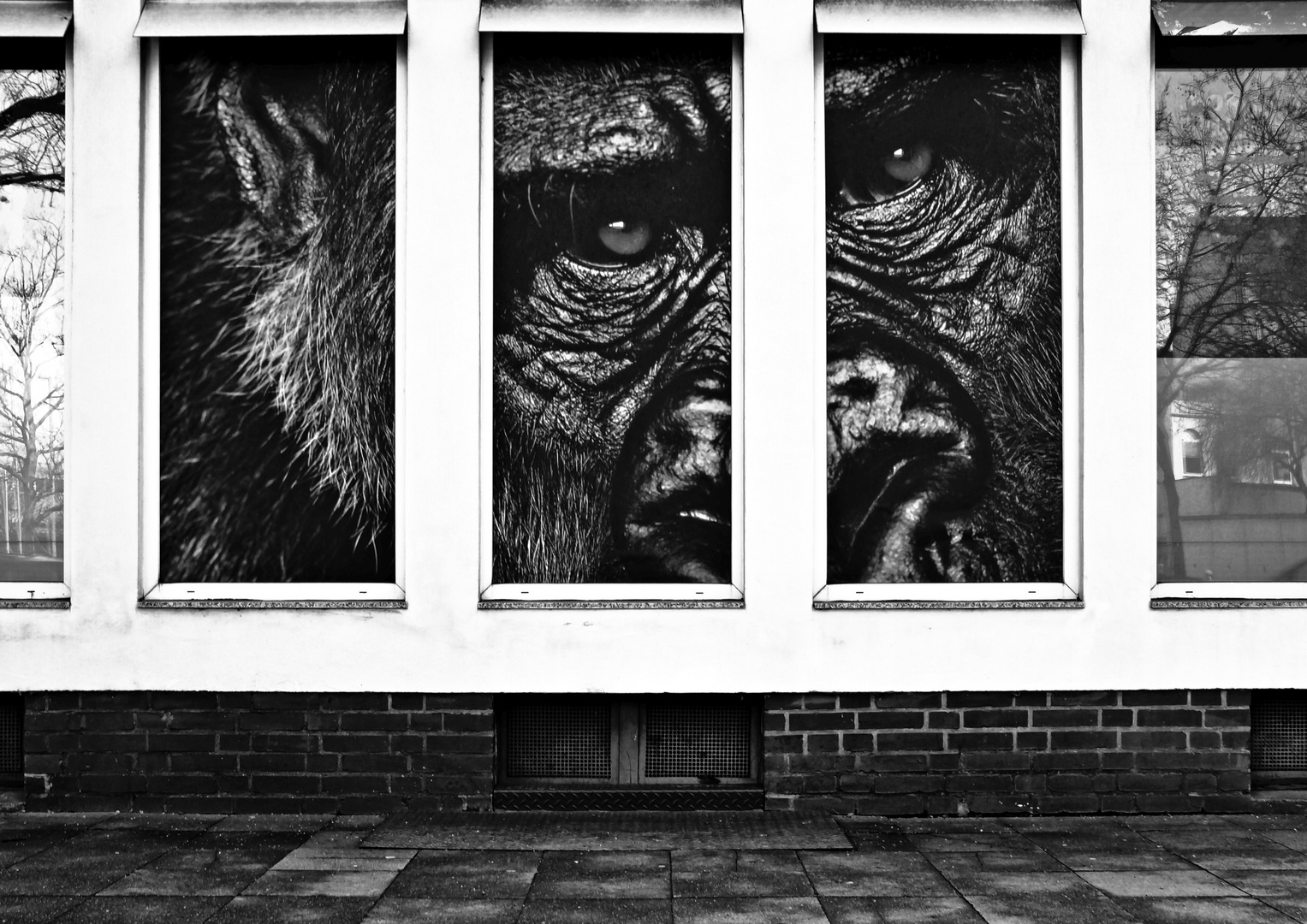 King Kong behind the window