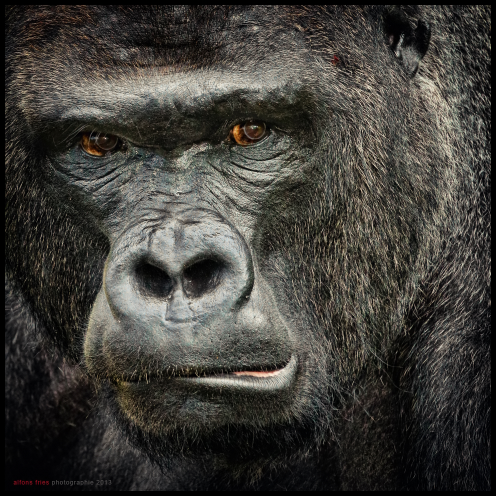 KING KONG Foto & Bild tiere, zoo, wildpark & falknerei, säugetiere