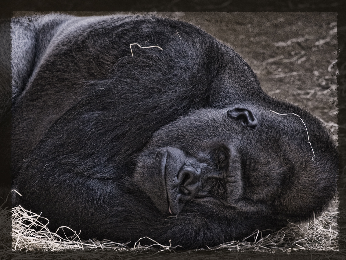 King Kong macht Schläfchen