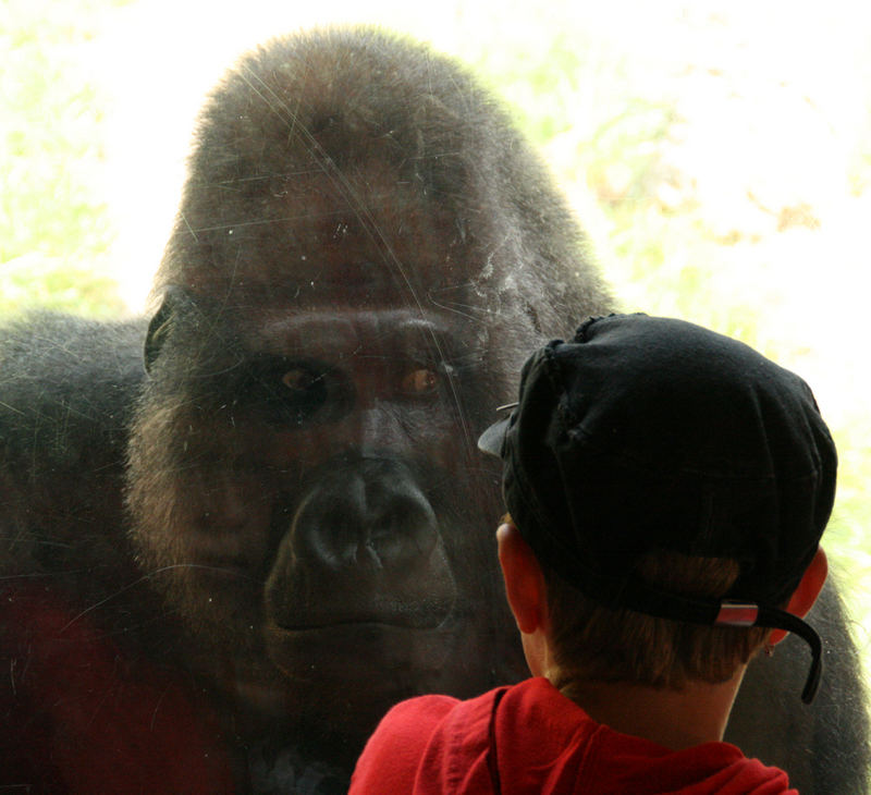 King Kong und das Kind