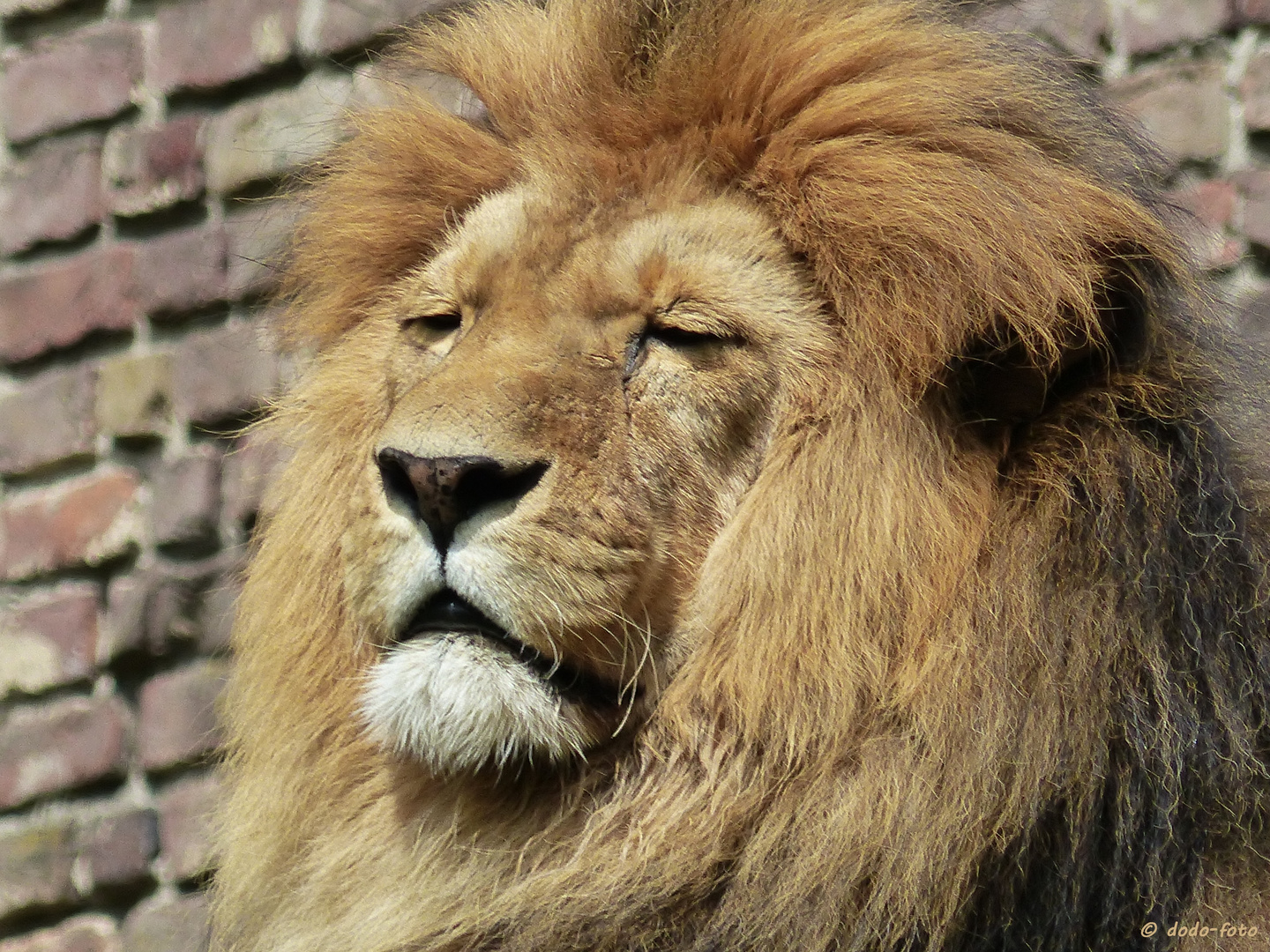 ** King Lion **