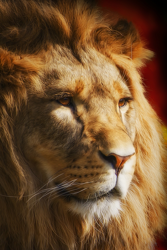 King Lion 1