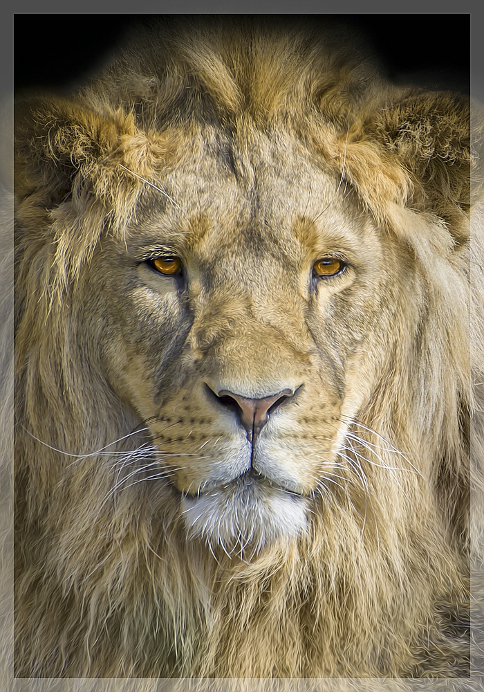 King Lion