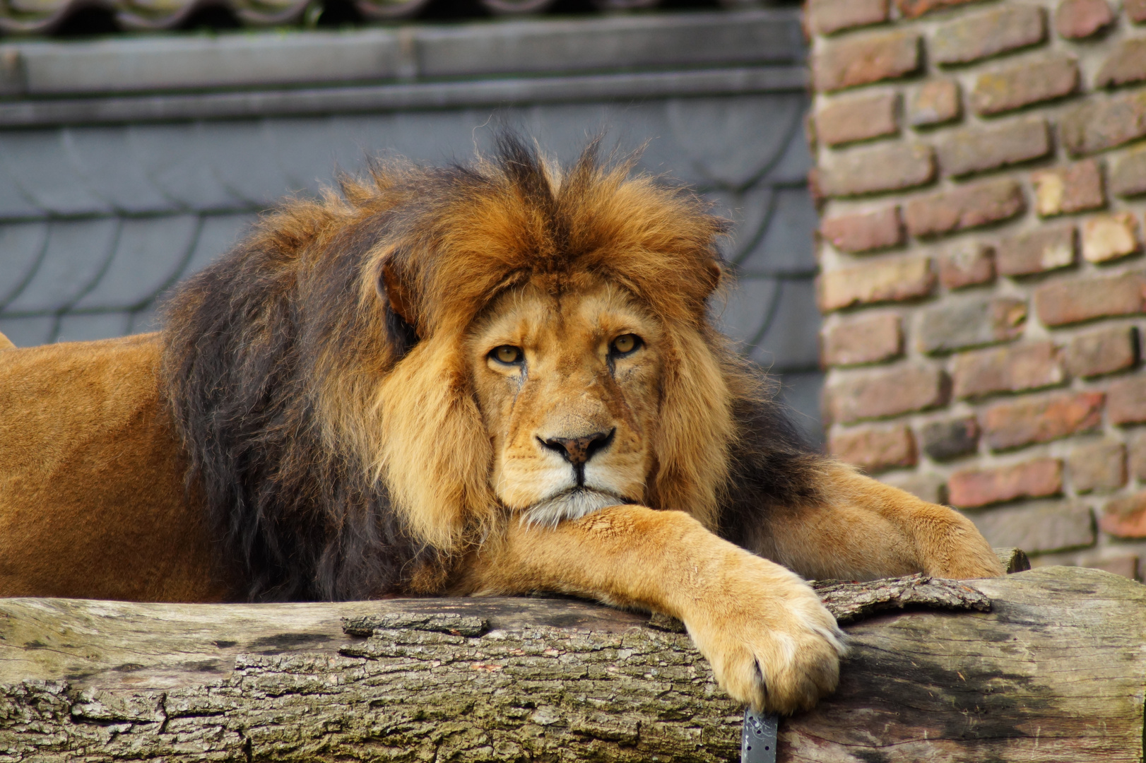 King Lion