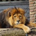 King Lion