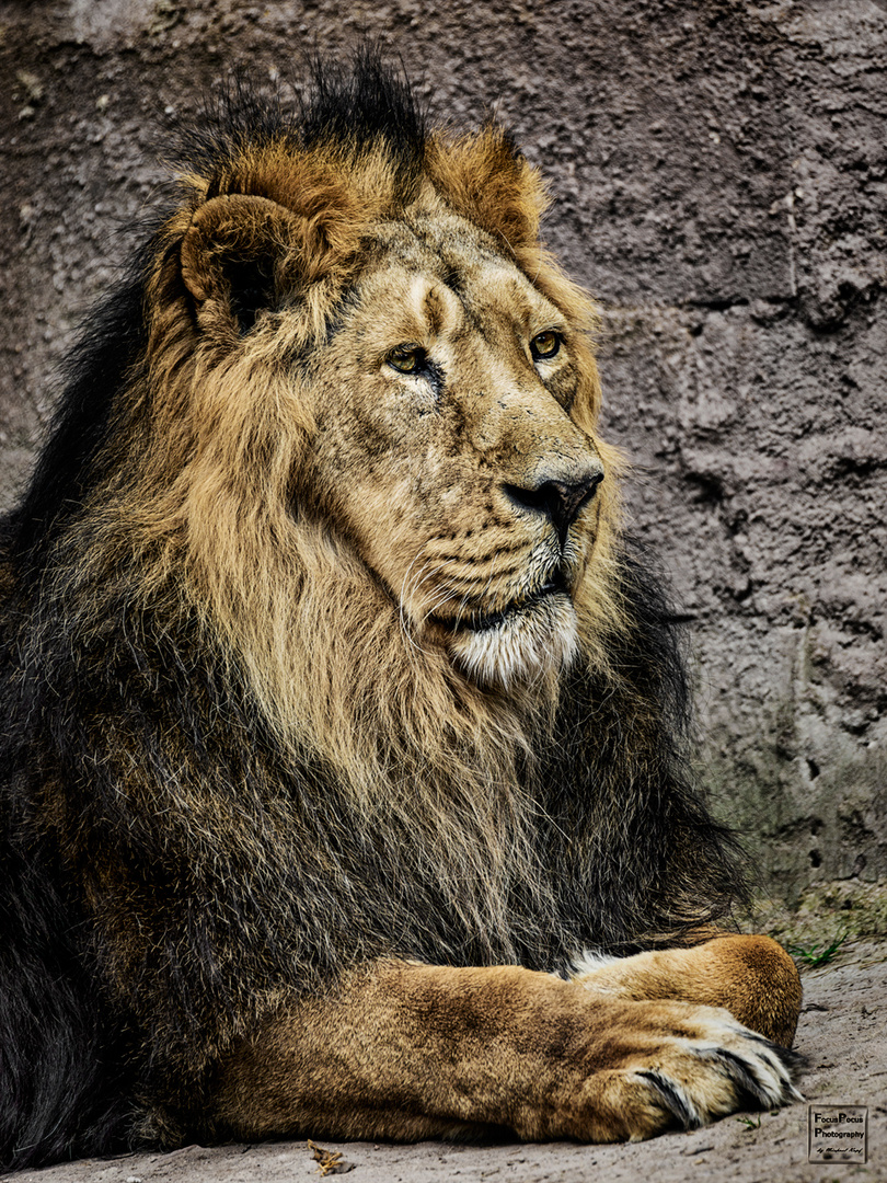 King Lion