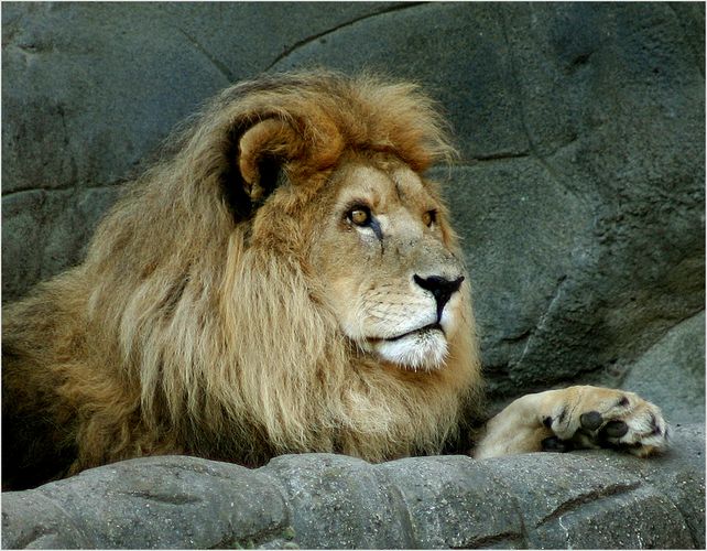 King Lion