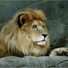 King Lion