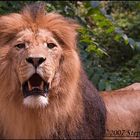 King Lion