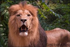 King Lion