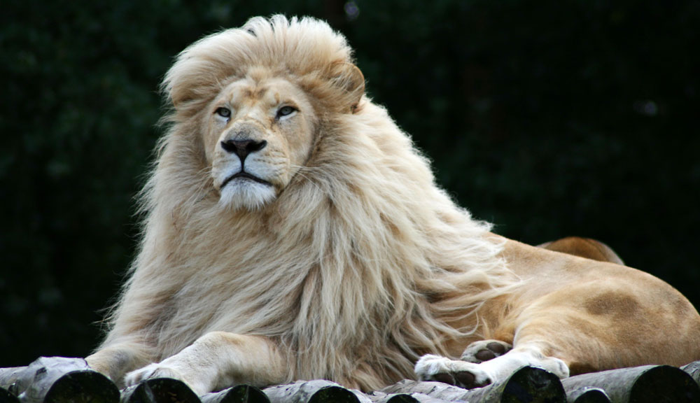 King Lion