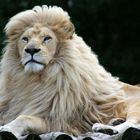 King Lion