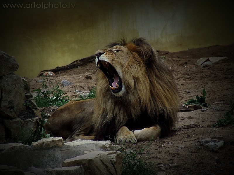 King Lion