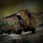 King Lion