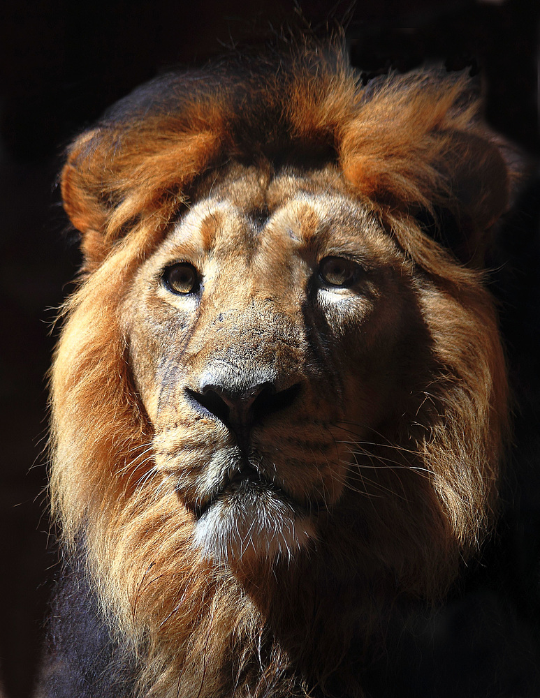 KING LION