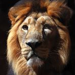 KING LION