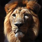 KING LION