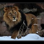 King Lion in winter.....