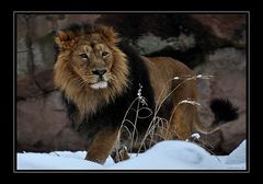 King Lion in winter.....