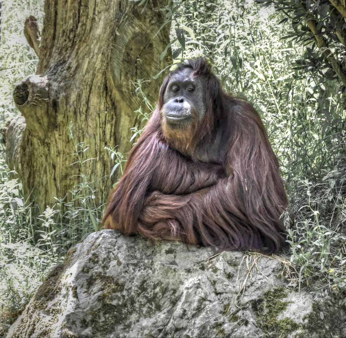 King Louie Foto & Bild | zoo, wuppertal, menschenaffe Bilder auf fotocommunity