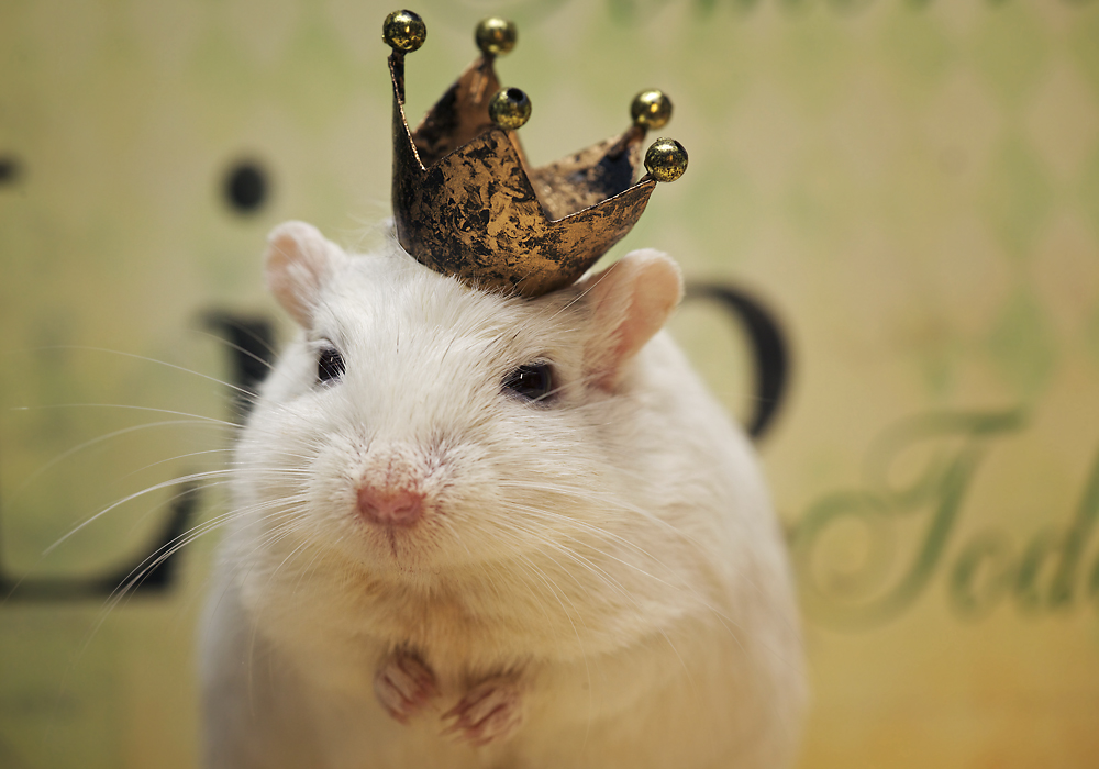 King Mousebeard