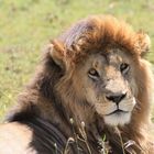 King of Africa