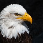 King of eagles