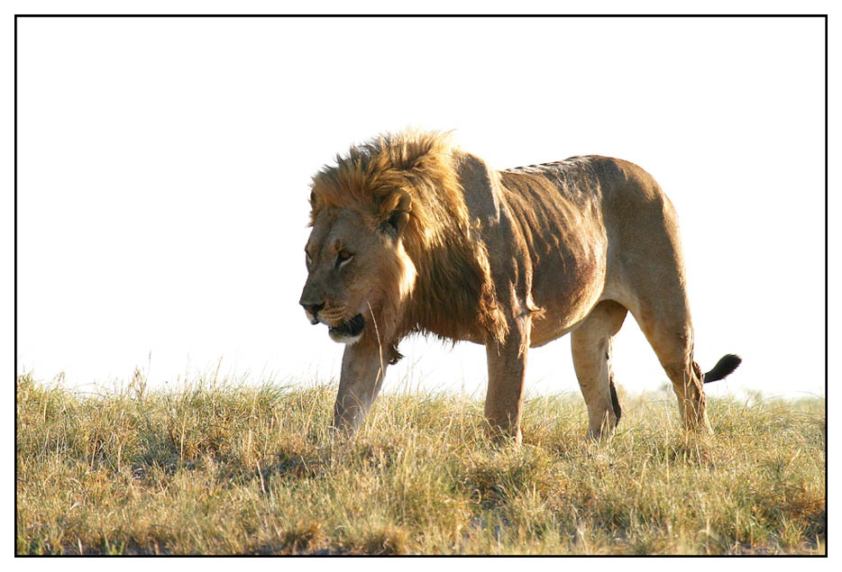 King of Etosha