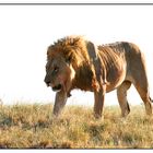 King of Etosha